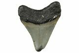 Juvenile Megalodon Tooth - North Carolina #355747-1